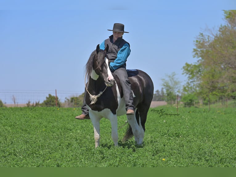 Friesian horses Mix Gelding 5 years 15,1 hh Tobiano-all-colors in Hazleton, IA