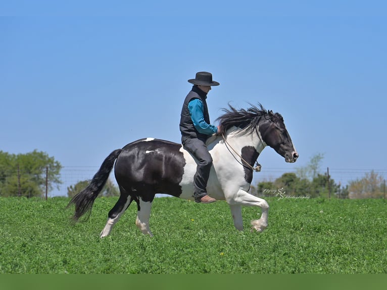 Friesian horses Mix Gelding 5 years 15,1 hh Tobiano-all-colors in Hazleton, IA
