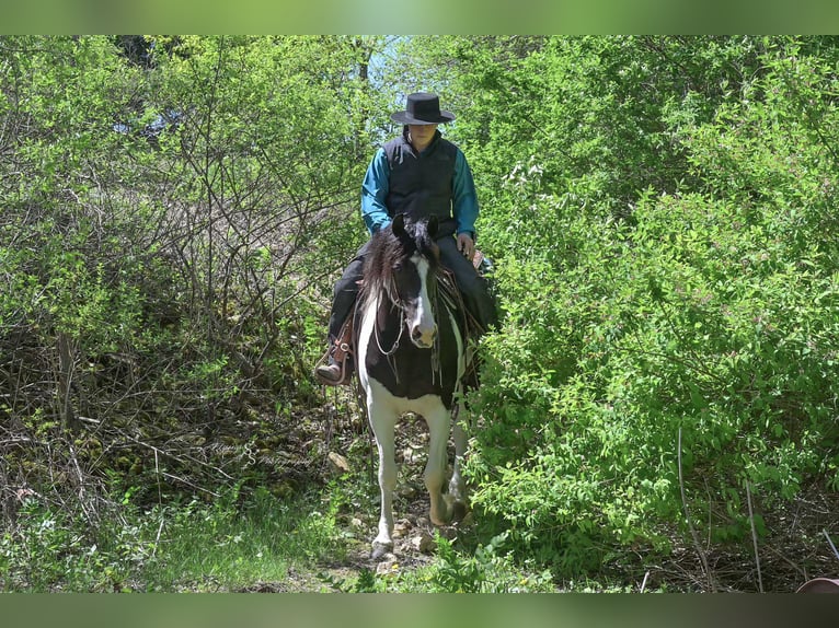 Friesian horses Mix Gelding 5 years 15,1 hh Tobiano-all-colors in Hazleton, IA