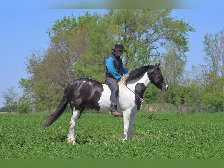Friesian horses Mix Gelding 5 years 15,1 hh Tobiano-all-colors in Hazleton, IA