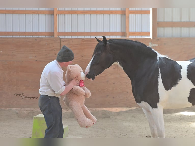 Friesian horses Mix Gelding 5 years 15,1 hh Tobiano-all-colors in Hazleton, IA