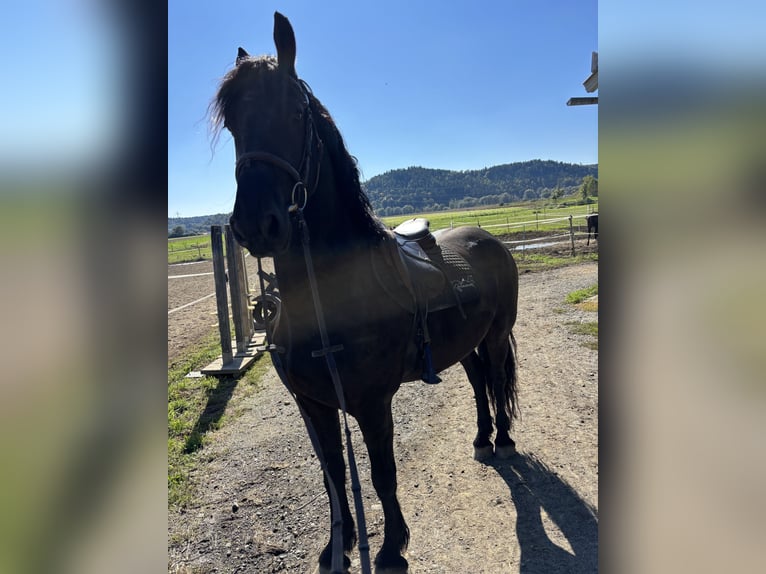 Friesian horses Gelding 5 years 15,2 hh Black in Wildon