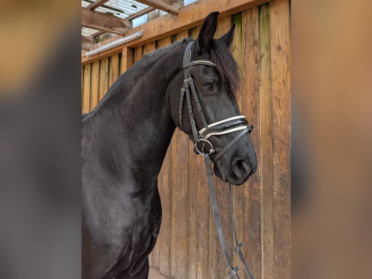 Friesian horses Gelding 5 years 15,2 hh Black in Wienhausen