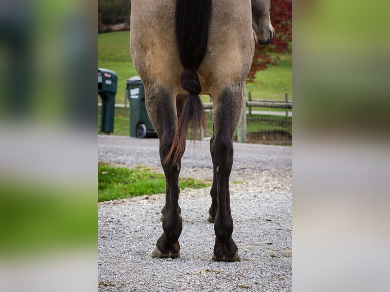 Friesian horses Mix Gelding 5 years 15,2 hh Buckskin in Sugarcreek