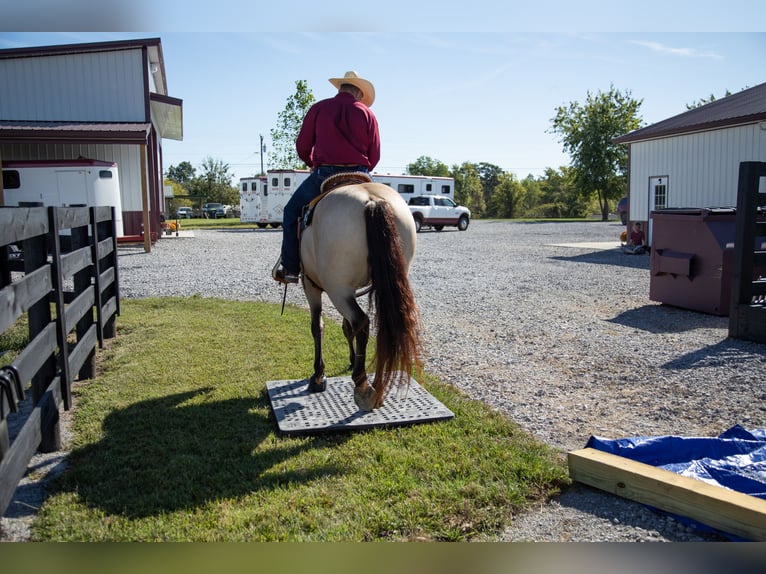 Friesian horses Gelding 5 years 15,2 hh Buckskin in Hopkinsville