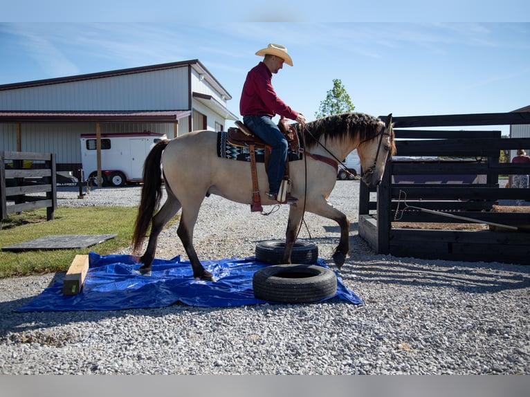 Friesian horses Gelding 5 years 15,2 hh Buckskin in Hopkinsville
