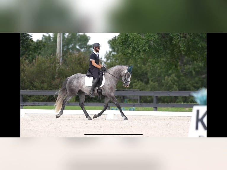 Friesian horses Gelding 5 years 15,2 hh Grey in Aiken