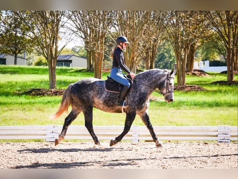 Friesian horses Mix Gelding 5 years 15,2 hh Grey in Clover