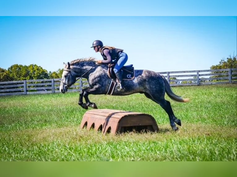 Friesian horses Mix Gelding 5 years 15,2 hh Grey in Clover
