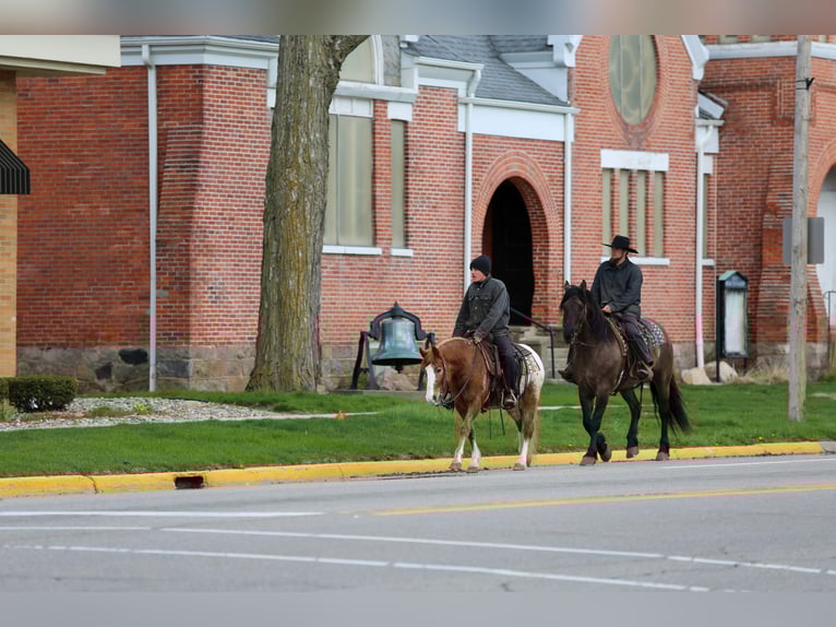 Friesian horses Mix Gelding 5 years 15,2 hh Grullo in Shipshewana