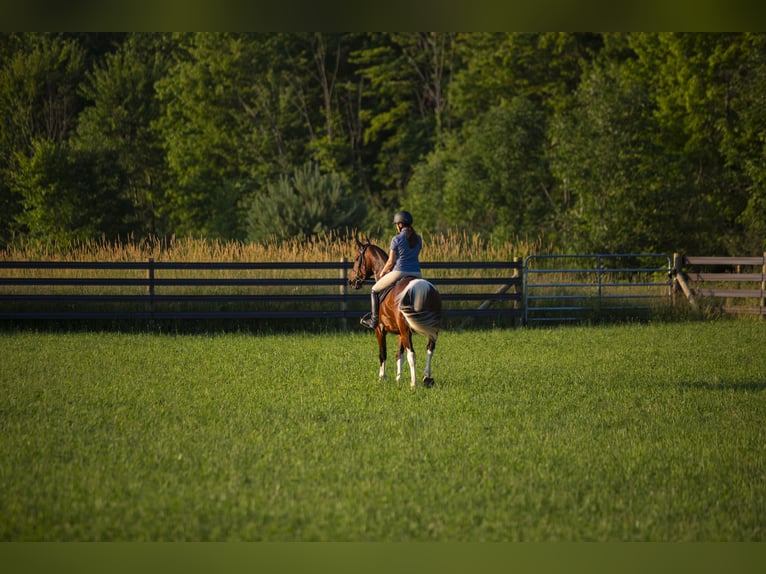 Friesian horses Mix Gelding 5 years 15,2 hh in Chardon, OH