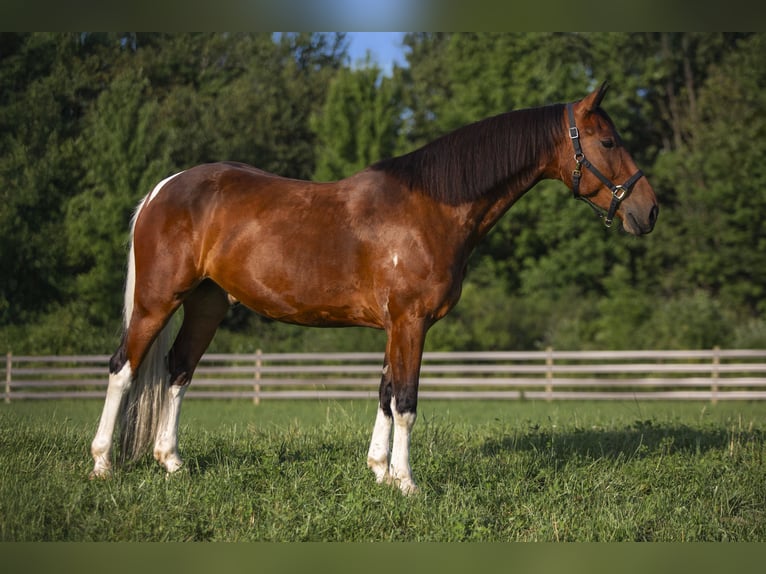 Friesian horses Mix Gelding 5 years 15,2 hh in Chardon, OH