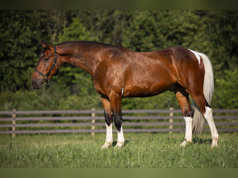 Friesian horses Mix Gelding 5 years 15,2 hh in Chardon, OH