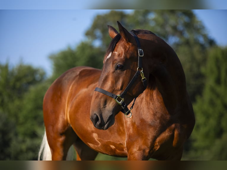 Friesian horses Mix Gelding 5 years 15,2 hh in Chardon, OH