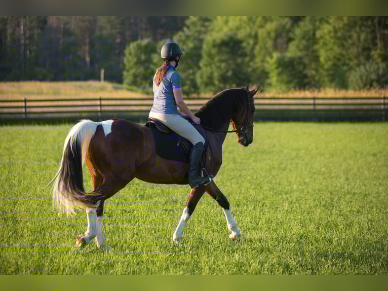 Friesian horses Mix Gelding 5 years 15,2 hh in Chardon, OH