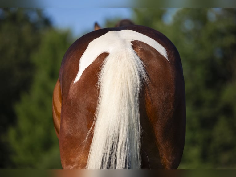 Friesian horses Mix Gelding 5 years 15,2 hh in Chardon, OH