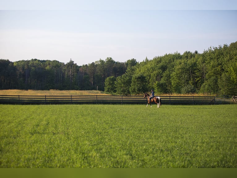Friesian horses Mix Gelding 5 years 15,2 hh in Chardon, OH