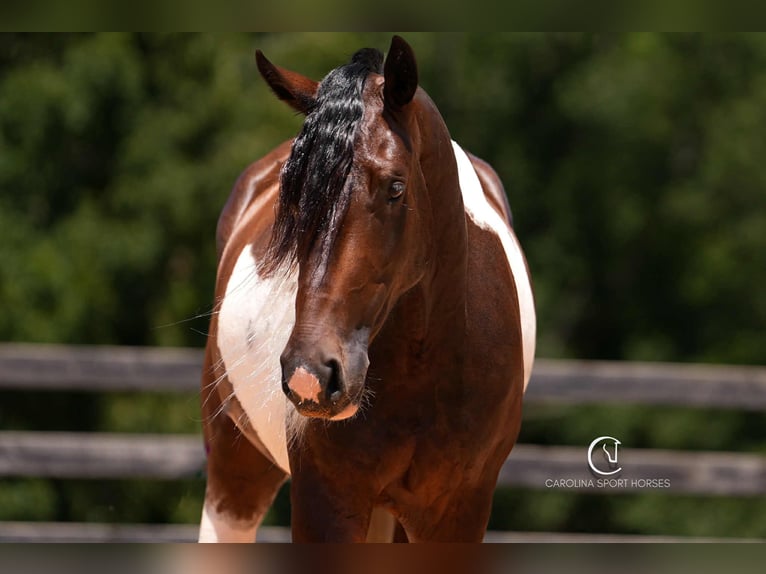 Friesian horses Mix Gelding 5 years 15,2 hh in Clover, SC