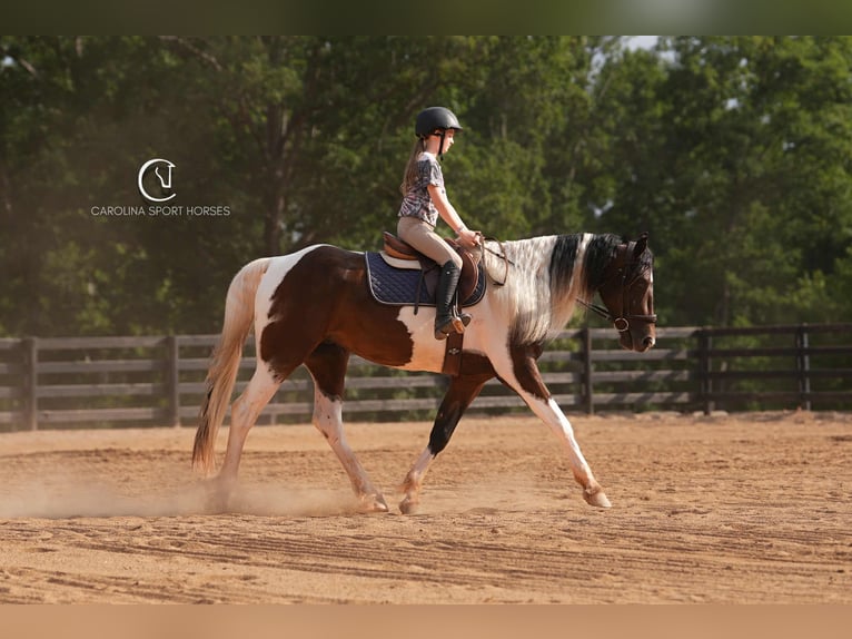 Friesian horses Mix Gelding 5 years 15,2 hh in Clover, SC