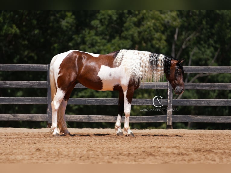 Friesian horses Mix Gelding 5 years 15,2 hh in Clover, SC