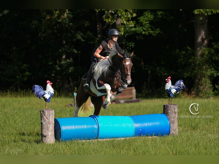 Friesian horses Mix Gelding 5 years 15,2 hh in Clover, SC