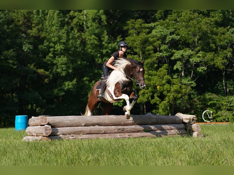 Friesian horses Mix Gelding 5 years 15,2 hh in Clover, SC
