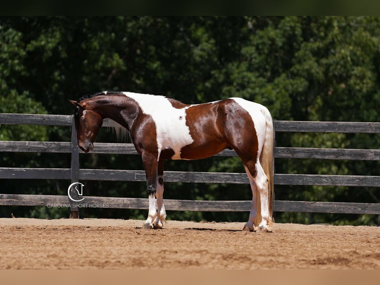Friesian horses Mix Gelding 5 years 15,2 hh in Clover, SC