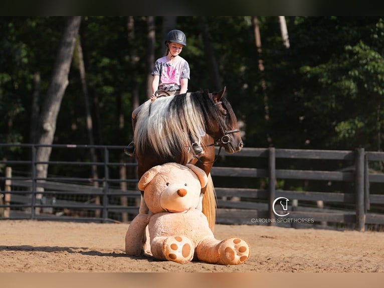Friesian horses Mix Gelding 5 years 15,2 hh in Clover, SC