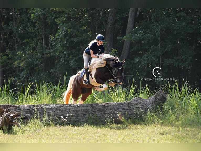 Friesian horses Mix Gelding 5 years 15,2 hh in Clover, SC