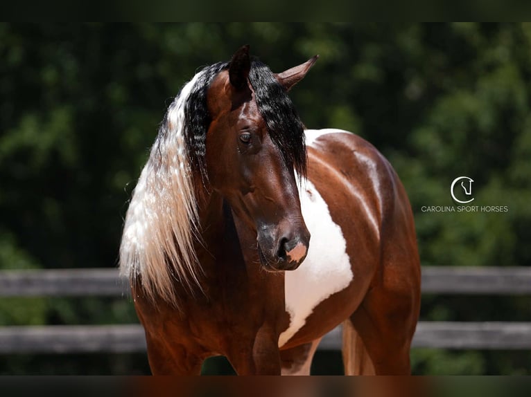 Friesian horses Mix Gelding 5 years 15,2 hh in Clover, SC