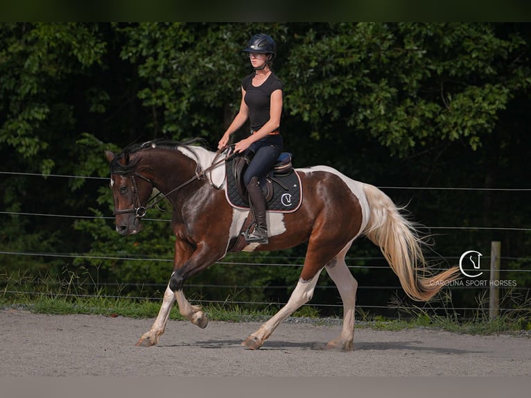 Friesian horses Mix Gelding 5 years 15,2 hh in Clover, SC