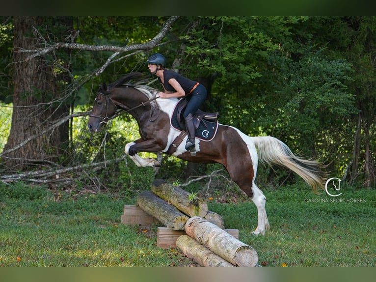 Friesian horses Mix Gelding 5 years 15,2 hh in Clover, SC