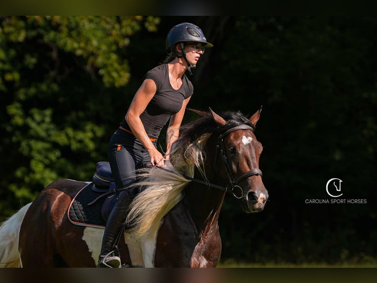 Friesian horses Mix Gelding 5 years 15,2 hh in Clover, SC
