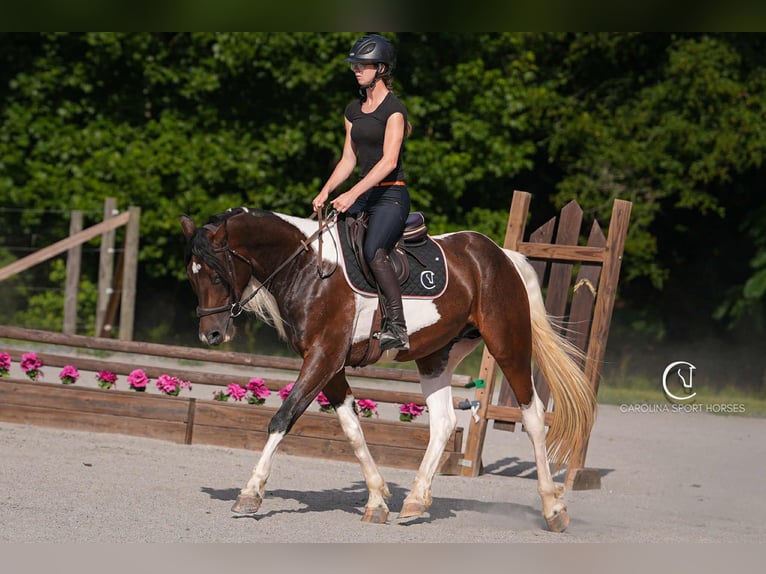 Friesian horses Mix Gelding 5 years 15,2 hh in Clover, SC