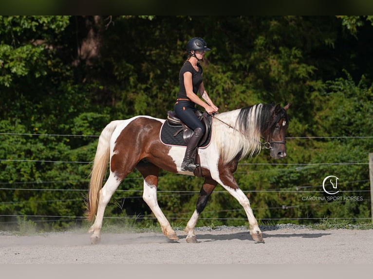Friesian horses Mix Gelding 5 years 15,2 hh in Clover, SC