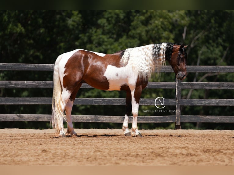 Friesian horses Mix Gelding 5 years 15,2 hh in Clover, SC