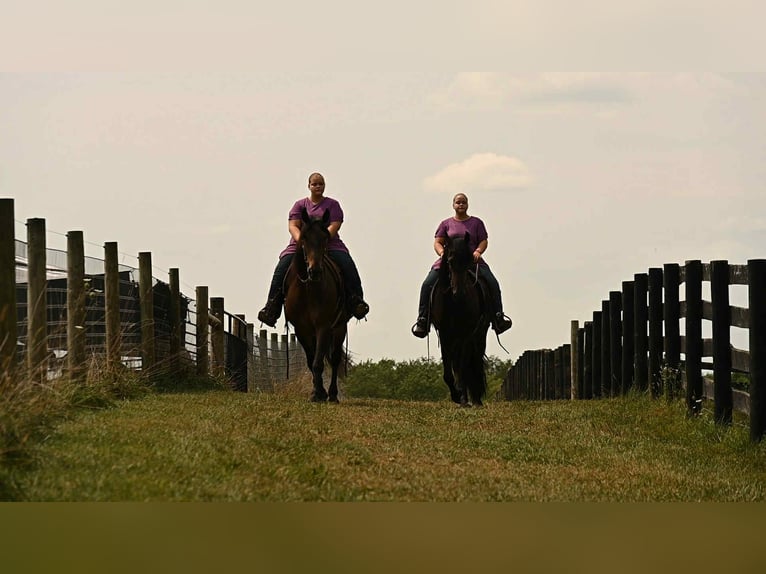 Friesian horses Gelding 5 years 15,3 hh Bay in Wooster Oh