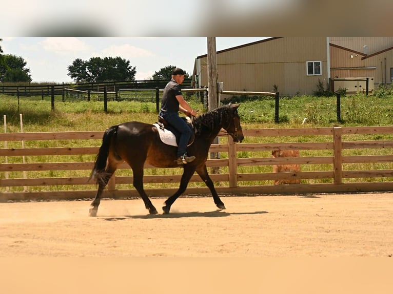 Friesian horses Gelding 5 years 15,3 hh Bay in Wooster Oh