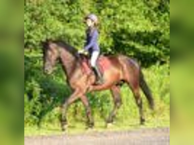 Friesian horses Gelding 5 years 15,3 hh Black in Warsaw NY