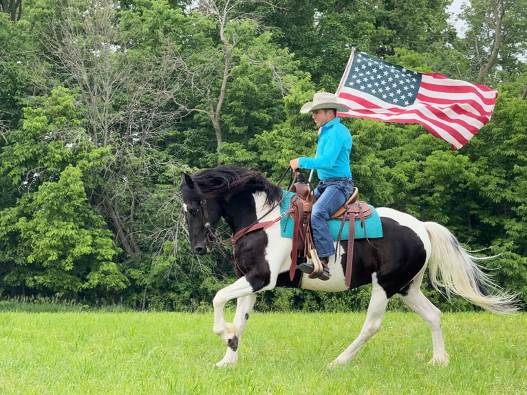 Friesian horses Gelding 5 years 15,3 hh in Ames, IA
