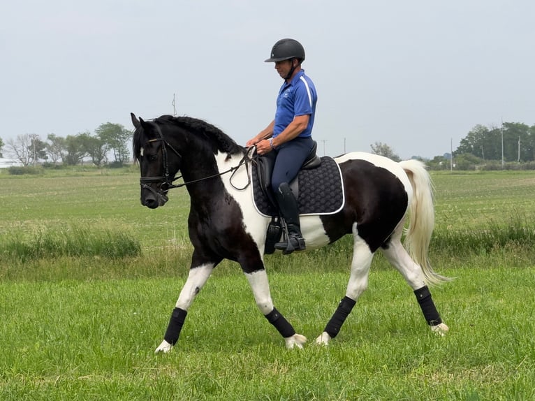 Friesian horses Gelding 5 years 15,3 hh in Ames, IA