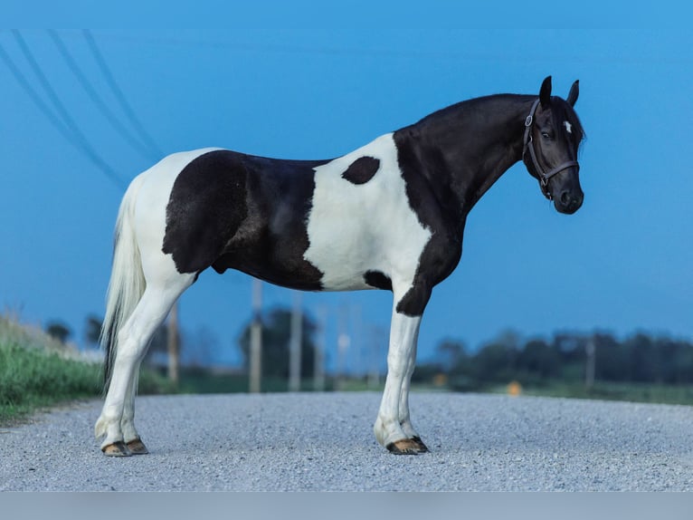 Friesian horses Gelding 5 years 15,3 hh in Ames, IA