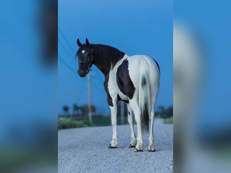 Friesian horses Gelding 5 years 15,3 hh in Ames, IA