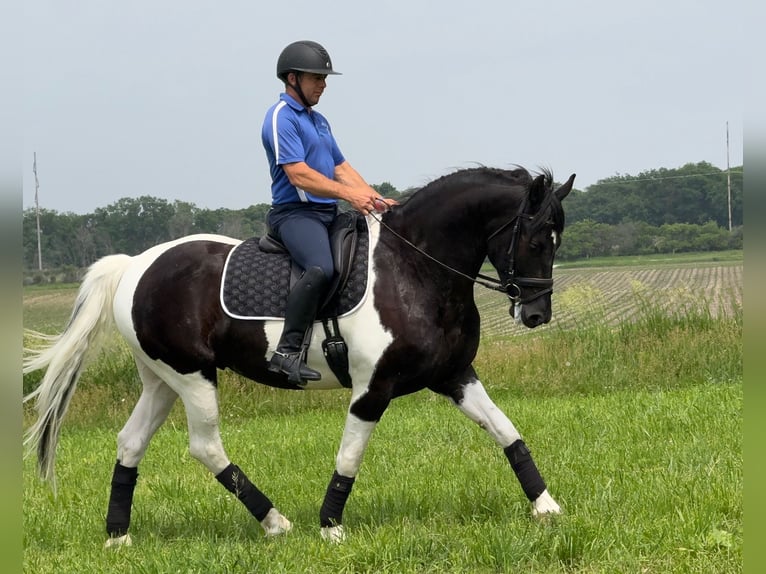 Friesian horses Gelding 5 years 15,3 hh in Ames, IA