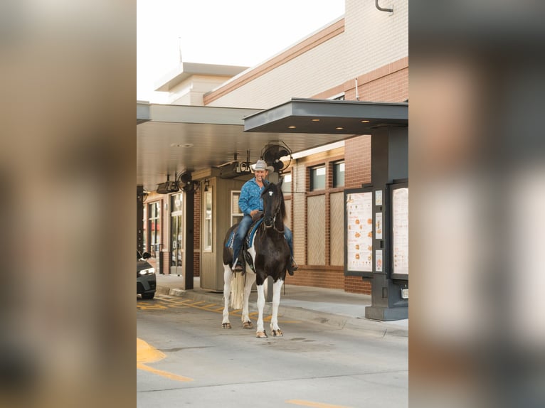 Friesian horses Gelding 5 years 15,3 hh in Ames, IA