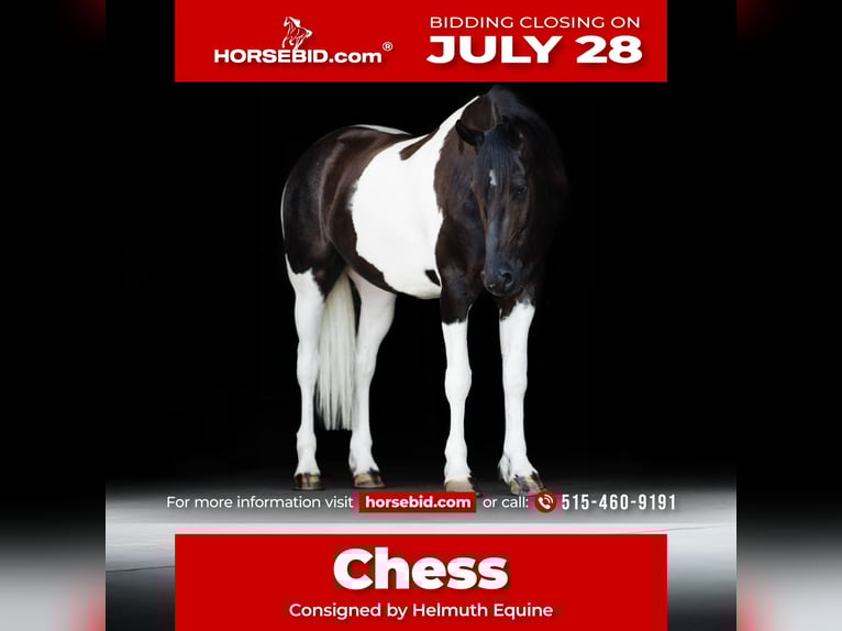 Friesian horses Gelding 5 years 15,3 hh in Ames, IA