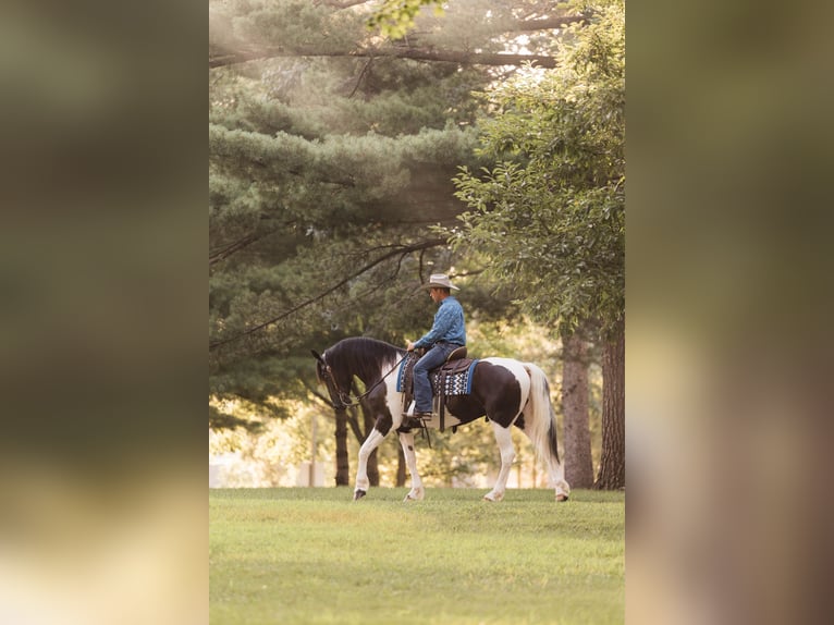 Friesian horses Gelding 5 years 15,3 hh in Ames, IA