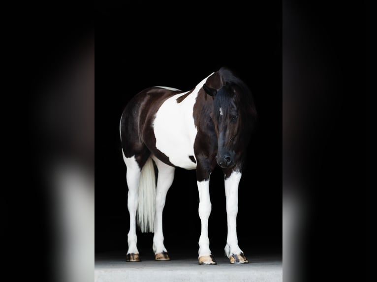Friesian horses Gelding 5 years 15,3 hh in Ames, IA