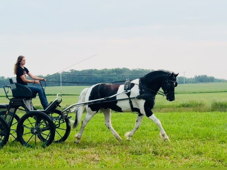 Friesian horses Gelding 5 years 15,3 hh in Ames, IA