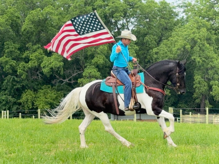 Friesian horses Gelding 5 years 15,3 hh in Ames, IA
